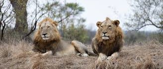 Nkuhuma and Talamati Coalition