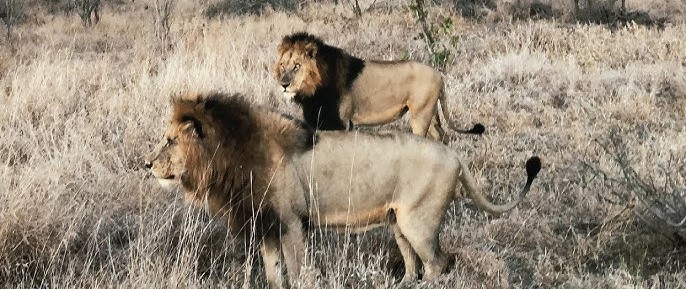 Mantimahle Coalition