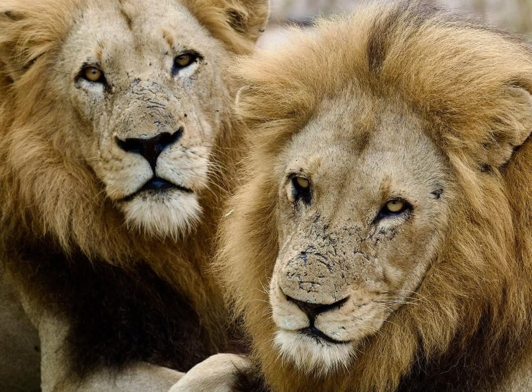 The Plains Camp Males